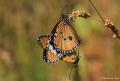 Danaus chrysippus (Sultan)